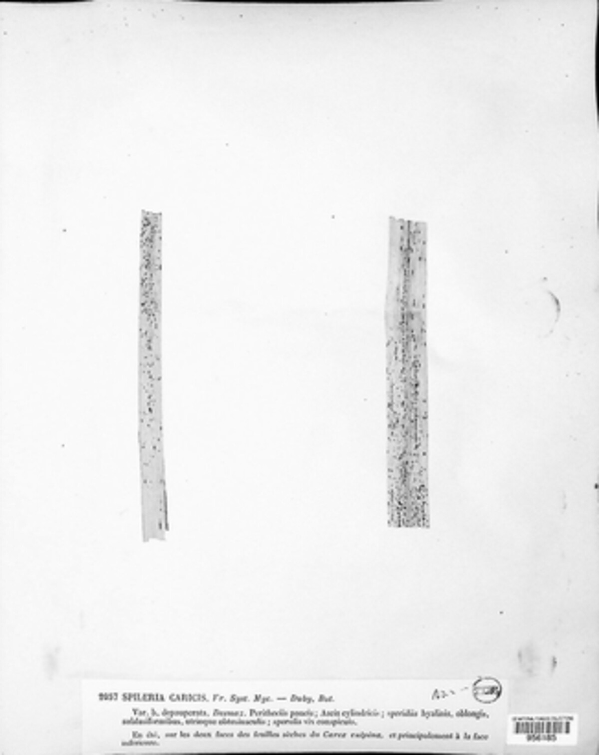 Eudarluca caricis image